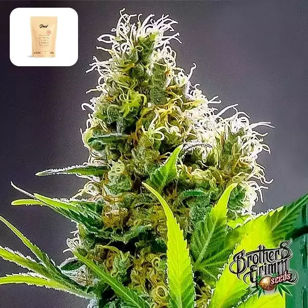 View Apollo Haze de Brothers Grimm Seeds - GB The Green Brand