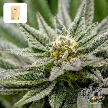 Killer Queen Regular de Brothers Grimm - GB The Green Brand