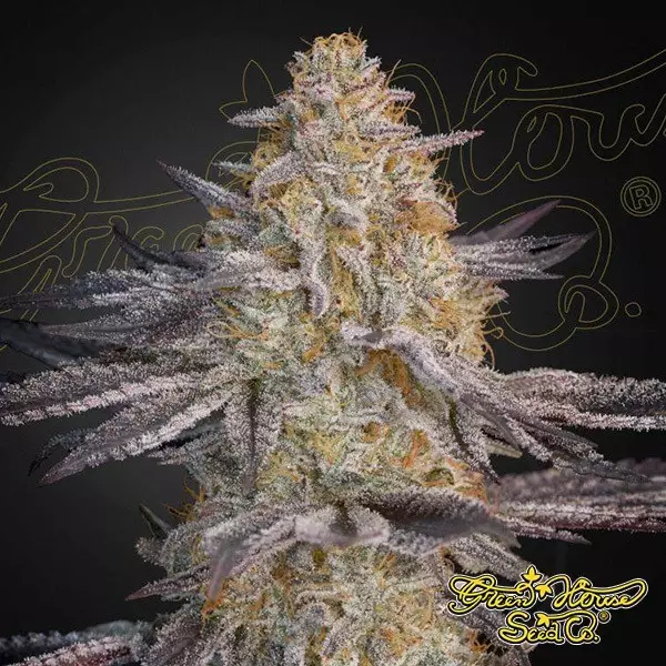 View Super Lemon Haze x RS11