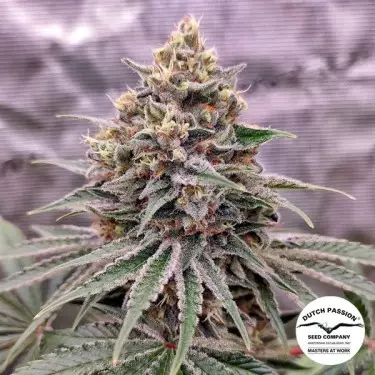 Blue Zushi by Dutch Passion - GB The Green Brand