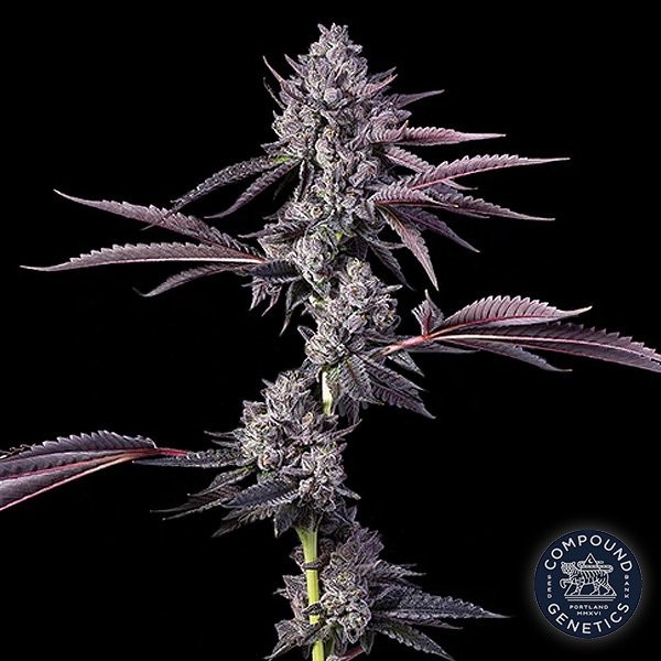 View Candy Bezels (Jokerz Collection) Compound Genetics