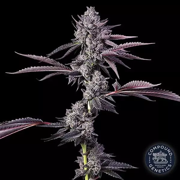 View Candy Bezels (Jokerz Collection) Compound Genetics