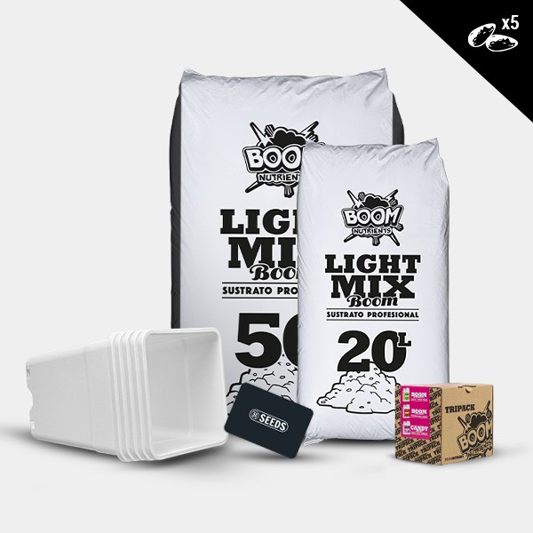 Kit exterior autoflorecientes candy tripack 5 semillas