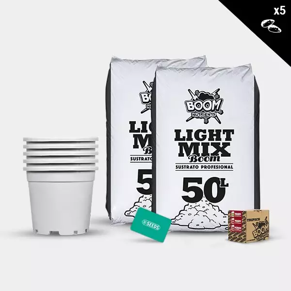 Kit Exterior Feminizadas 5 semillas boom tripack