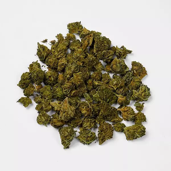 Buy GB Bloody Weedy CBD Limited Edition - Grow Barato