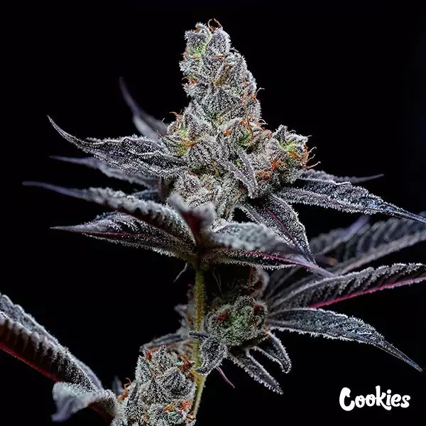 View Mind Fuck - Cookies