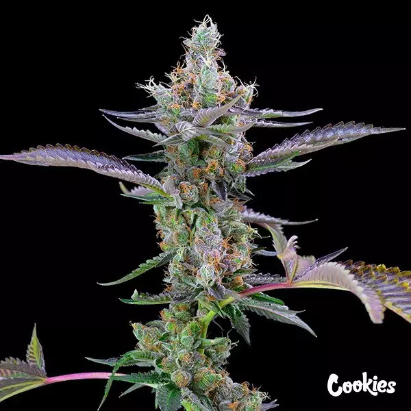 View Dirty Money - Cookies