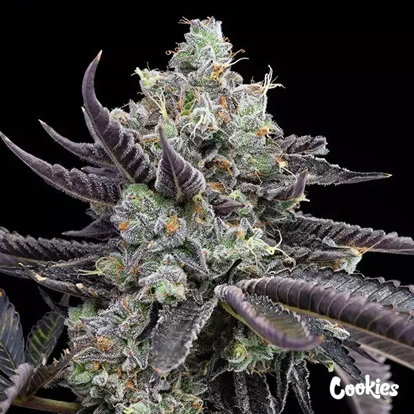 View Tie Die - Cookies