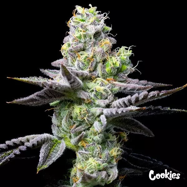 View Wet Wet - Cookies