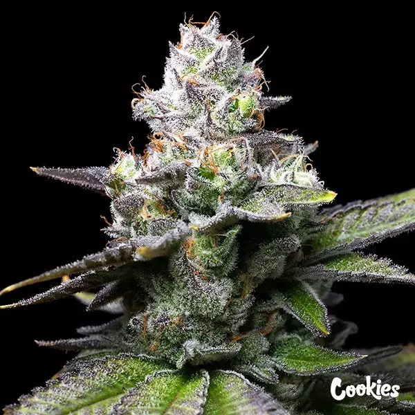 View Melted Scoopz - Cookies