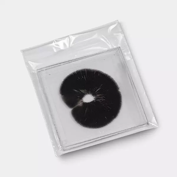 B+ Spore Print detail