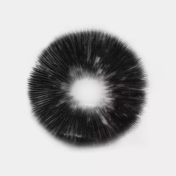 View McKennaii Spore Print