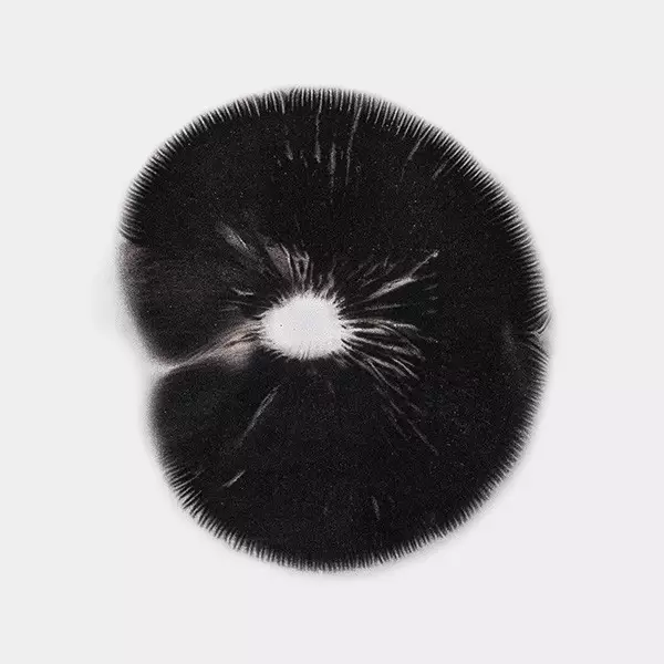View B+ Spore Print