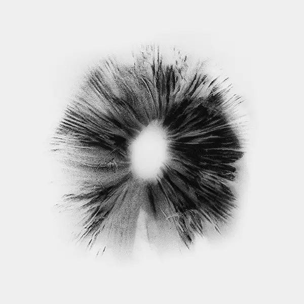 View Thai Spore Print