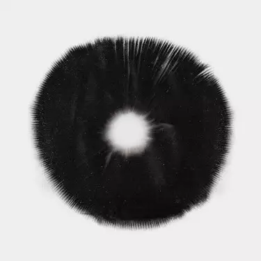Mazatapec Spore Print