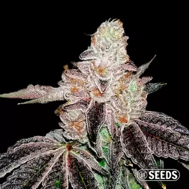 Jealousy GB Seeds a Granel - GB The Green Brand