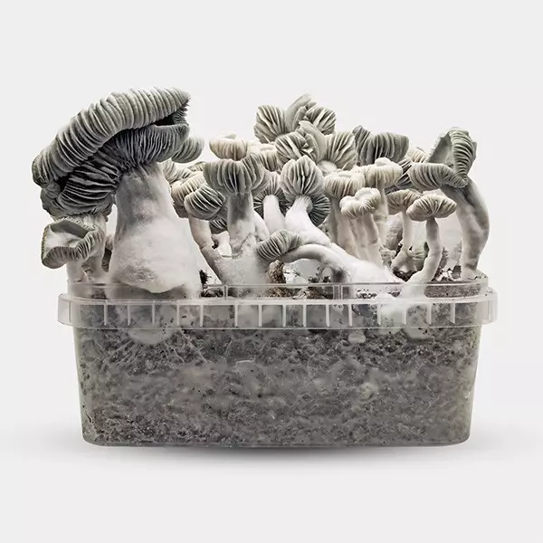 View Jack Frost Magic Mushroom Grow Kit