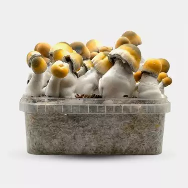 Bluey Vuitton mushroom grow kit