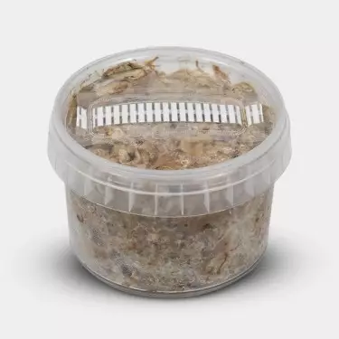 Kit De Cultivo Trufas Atlantis