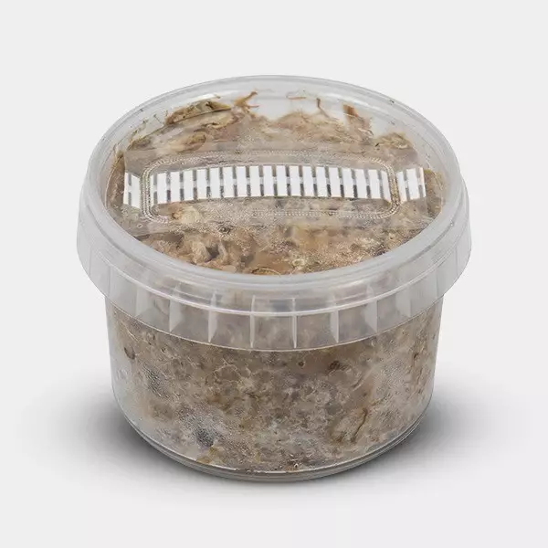 View Atlantis Truffle Growing Kit