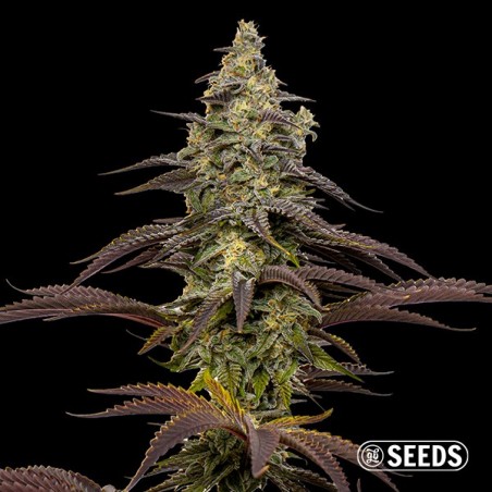 Animal Cookies