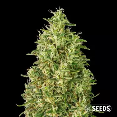 Auto Super Silver Haze Seeds - GB The Green Brand