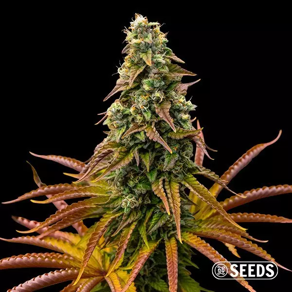 View Auto Animal Cookies