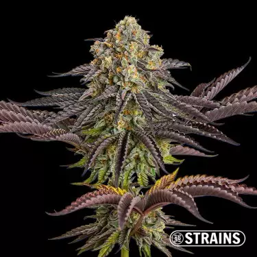 Auto Sangria Seeds GB Strains - GB The Green Brand