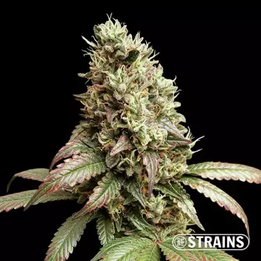 Wedding Poop Regular GB Strains - GB The Green Brand