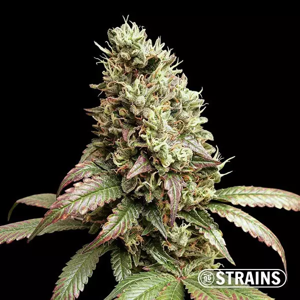 View Wedding Poop Regular GB Strains - GB The Green Brand
