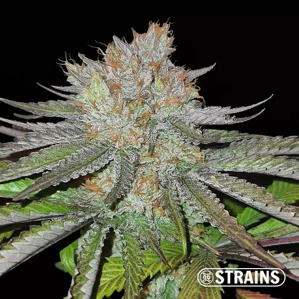 View MAC BX1 Regular