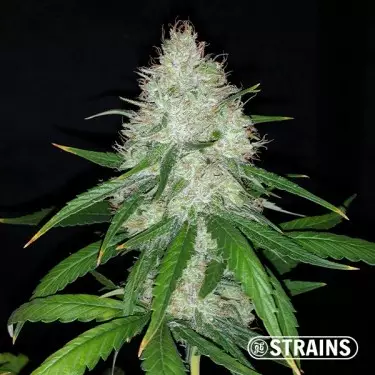 Auto Strawberry Cake CBD de GB Strains - GB The Green Brand