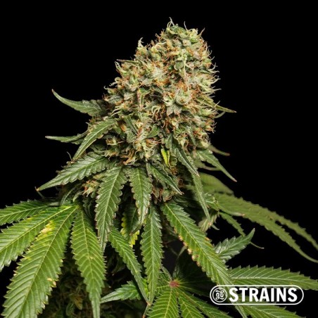 Blue Cheese Ultra Fast CBD