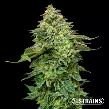 Strawberry Cake Fast CBG ( Cannabigerol) GB Strains