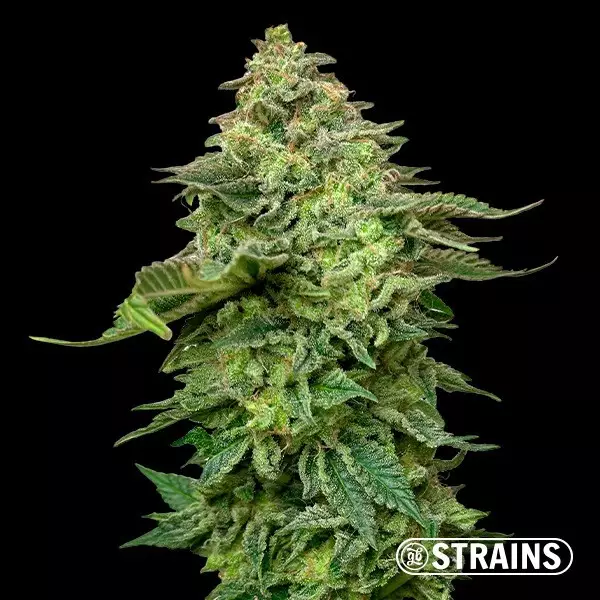 View Strawberry Cake Ultra Fast CBG (Canabigerol) GB Strains - GB The Green Brand