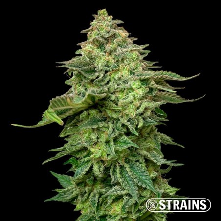 Strawberry Cake Ultra Fast CBG