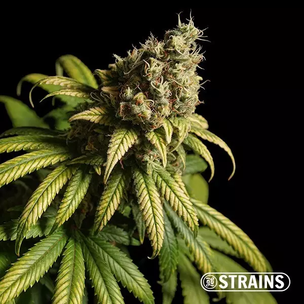 View Strawberry Cake Fast CBD by GB Strains - GB The Green Brand