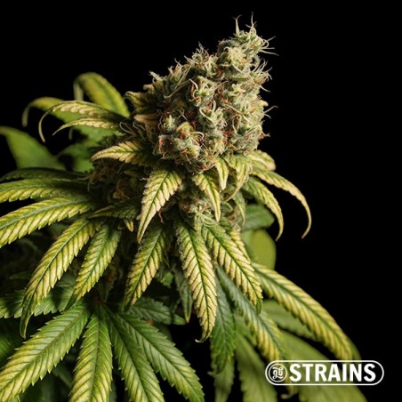 Strawberry Cake Ultra Fast CBD