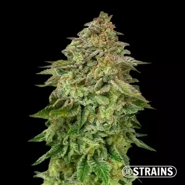 Strawberry Cake Ultra Fast by GB Strains - GB The Green Brand