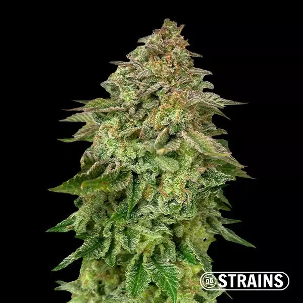 View Strawberry Cake Ultra Fast by GB Strains - GB The Green Brand
