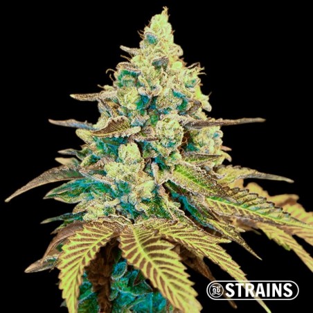 Auto Ice Cream Cake XXL