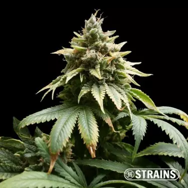 Auto M.A.C. (Miracle Allien Cookies) XXL GB Strains - GB The Green Brand