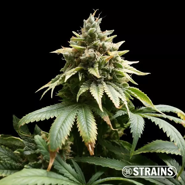 View Auto M.A.C. (Miracle Allien Cookies) XXL