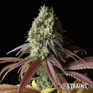 Auto Fruntz XXL Sementes baratas GB Strains - GB The Green Brand