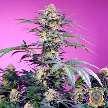 Monster Maker feminised seeds - GB The Green Brand