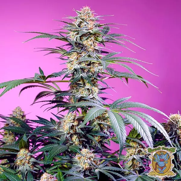 View Monster Maker feminised seeds - GB The Green Brand