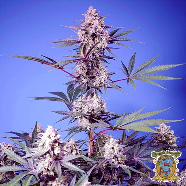 View Mental Rainbow F1 Fast Version