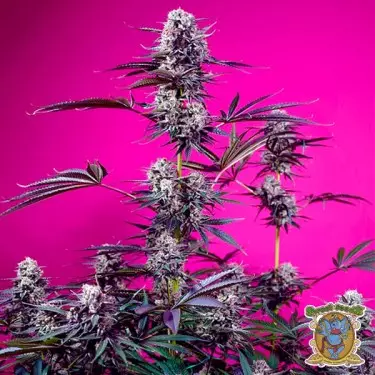 Studio 54 Stardust Auto Seeds- GB The Green Brand