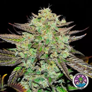 Purple Mango Kush feminized seeds - GB The Green Brand