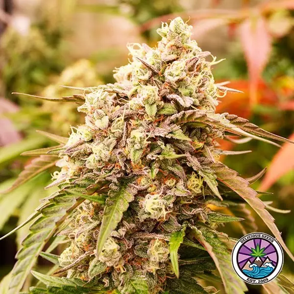 View Sunday Punch Early Version